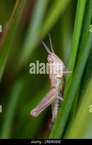 A grasshopper nymph sitting on a blade of grass Stock Photo