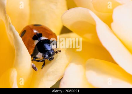 7 Spot Ladybird (Coccinella septempunctata) sitting on the petals of a yellow rose flowerc Stock Photo