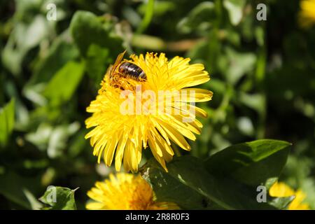 Honey bee on yellow dandelion flower in spring garden. Hardworking bees pollinate dandelion blossoms with pollen. Summer green lawn Stock Photo