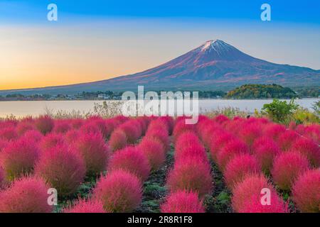 Kochia in Oishi Park and Mt. Stock Photo