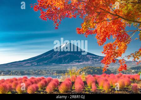 Kochia in Oishi Park and Mt. Stock Photo