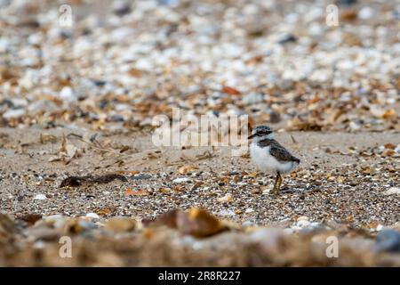 Chick of ringed plover, Charadrius hiaticula, on shore of The Wash, Norfolk. Stock Photo