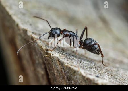 Eastern Black Carpenter Ant ( Campontus pennsylvanicus) Stock Photo