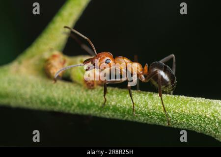 An Allegheny Mound Ant (Formica exsectoides) worker on vegetation while ...