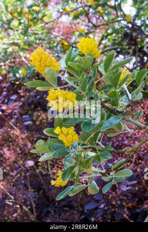 Pineapple broom, Argyrocytisus battandieri Stock Photo