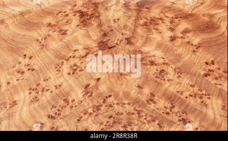 Abstract colorful wooden background of poplar root covered with linseed oil. Stock Photo