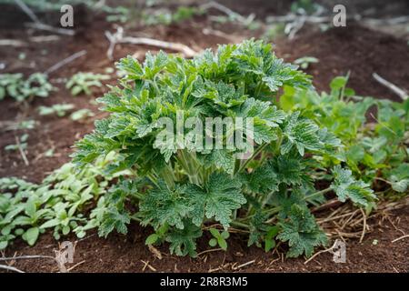 Geranium pratense or meadow geranium. Young grass bush in early spring. Stock Photo