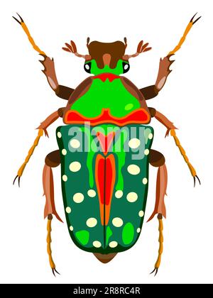 Bronze beetle isolated on a white background. Stock Vector