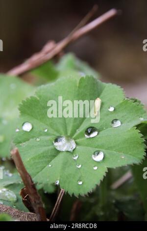 Water drops on a hydrophobic leaf Stock Photo