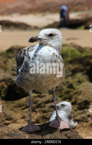 Seagull wild life on the beach of Essaouira, Morocco Stock Photo