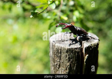 greater stag beetle in nature Stock Photo