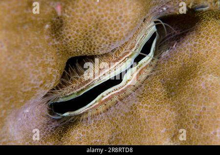 Iridescent Scallop, Pedum spondyloideum, eyes on edge, embedded in Hard Corals, Scleractinia Order, night dive, Pyramids dive site, Amed, Karangasem, Stock Photo
