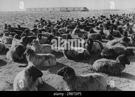 An Astrakhan sheep breeding State farm in the Uzbek republic. A stud ...