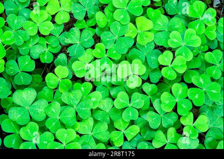 A patch of Redwood Sorrel in the redwoods of northern California. Stock Photo