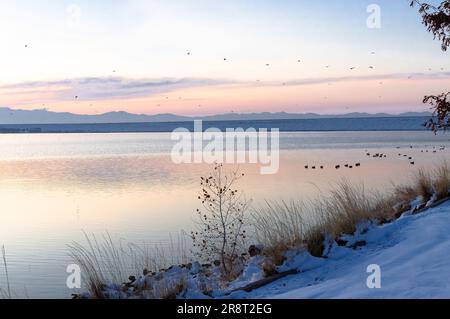 Sunset at Cherry Creek Reservoir, Colorado in Wintertime, with seagulls flying about, and geese floating in the pink reflective waters. Stock Photo