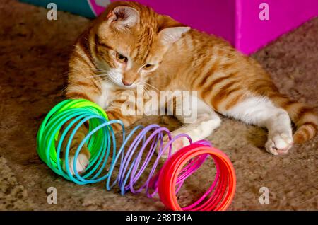Wolfie, an 8-week-old orange and white kitten, plays with a plastic Slinky spring toy, June 7, 2023, in Coden, Alabama. Stock Photo