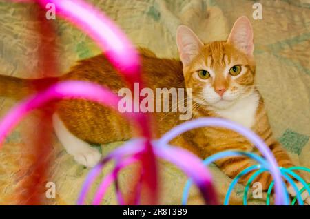 Wolfie, a 10-week-old orange and white kitten, plays with a plastic Slinky spring toy, June 7, 2023, in Coden, Alabama. Stock Photo