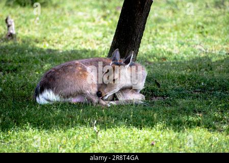 Animals, young deer eating green grass in a national park Stock Photo