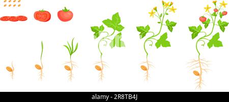 Life cycle of a tomato plant illustration Stock Vector Image & Art - Alamy