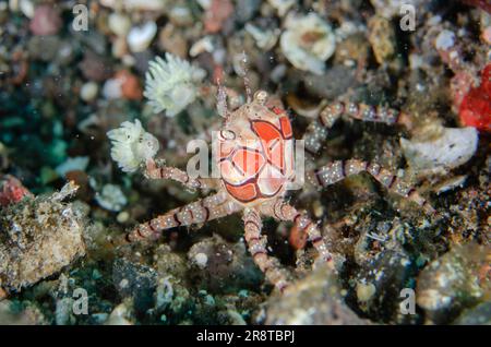 Pom-pom Crab, Lybia tesselata, with eggs holding Anemones, Triactis producta, in modified chelae for protection, Ghost Bay dive site, Amed, Karangasem Stock Photo