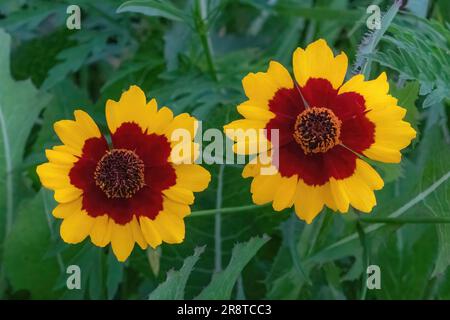 Plains coreopsis, also known as garden tickseed, golden tickseed or calliopsis found growing along a roadside on a summer evening in Center City, Minn Stock Photo