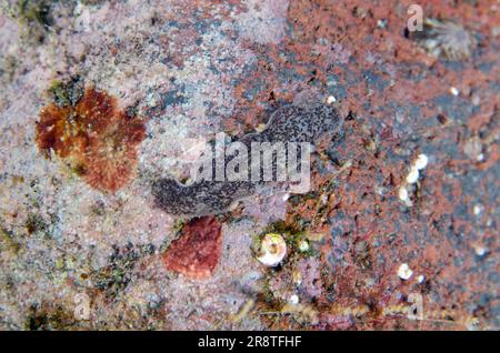 Stylochid Faltworm, Stylochus sp, Batu Ringgit dive site, Tulamben, Karangasem Regency, Bali, Indonesia Stock Photo