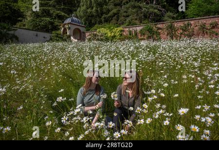 Weather Fairnilee House, near Galashiels, Scottish Borders, UK. 22nd June, 2023. UK Molly Seed and Rona Fleming enjoy a wander in the wild flower meadow at Fairnilee House near Galashiels in the Scottish Borders, which looks a picture at the moment filled with large white daisies. Picture Credit: phil wilkinson/Alamy Live News Stock Photo