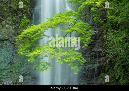 Minoh Waterfall in fresh green Stock Photo