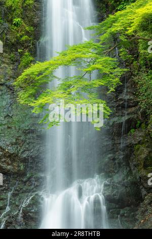 Minoh Waterfall in fresh green Stock Photo