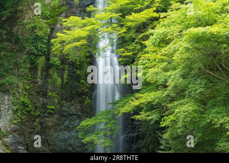 Minoh Waterfall in fresh green Stock Photo