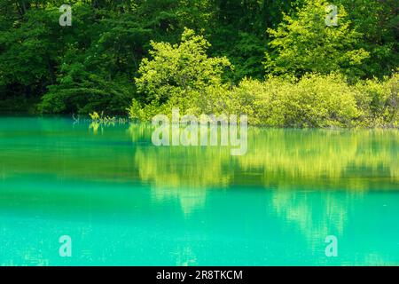 Urabandai Aonuma in fresh green Stock Photo