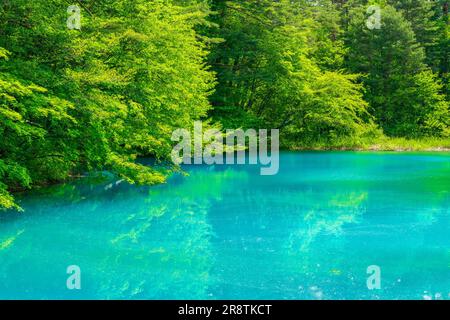 Urabandai Aonuma in fresh green Stock Photo