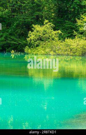 Urabandai Aonuma in fresh green Stock Photo