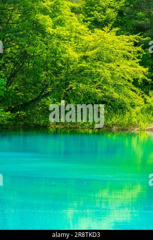 Urabandai Aonuma in fresh green Stock Photo