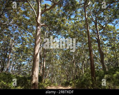 Karri Forest Western Australia Stock Photo