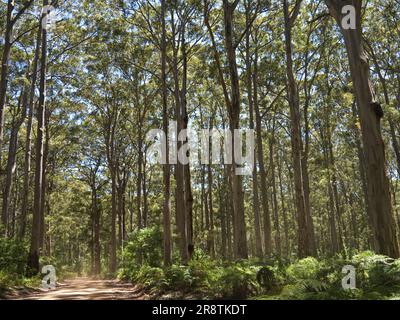 Karri Forest Western Australia Stock Photo