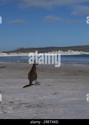 Kangaroo at Lucky Bay Cape Le Grand National Park Stock Photo