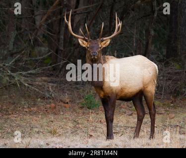 A bull elk pausing in a field in early winter. Stock Photo