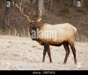 A bull elk pausing in a field in early winter. Stock Photo