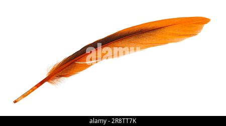 Beautiful orange bird feather isolated on white Stock Photo