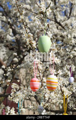 Beautifully painted Easter eggs hanging on blooming cherry tree outdoors Stock Photo
