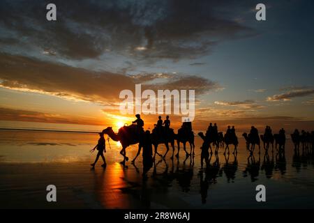 Camel procession in Broome Cable Beach, Western Australia with sunset Stock Photo
