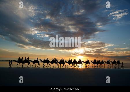Camel procession in Broome Cable Beach, Western Australia with sunset Stock Photo