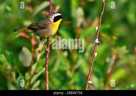 A Common Yellow-throat Warbler'Geothlypis trichas', perched on a willow branch in his habitat Stock Photo