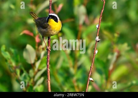 A Common Yellow-throat Warbler'Geothlypis trichas', perched on a willow branch in his wildlife habitat Stock Photo