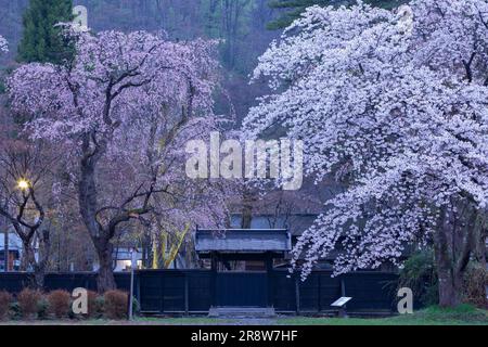 Cherry blossoms and black walls in Kakunodate Stock Photo