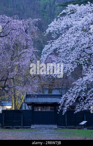 Cherry blossoms and black walls in Kakunodate Stock Photo