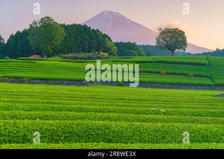 Morning tea plantation and Mt. Stock Photo