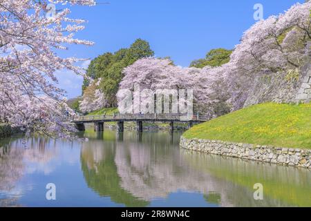 Hikone Castle in spring Stock Photo