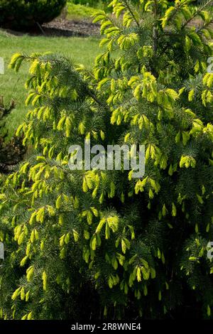 Picea breweriana, Brewer Spruce Tree Picea breweriana 'Fruhlingsgold' Brewers Weeping Spruce Stock Photo